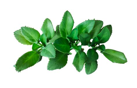 A Close Photo Of Green Tree Leaf Brush On White Background Green