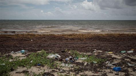 El Sargazo La Macroalga Desatada Que Amenaza Al Caribe Mexicano