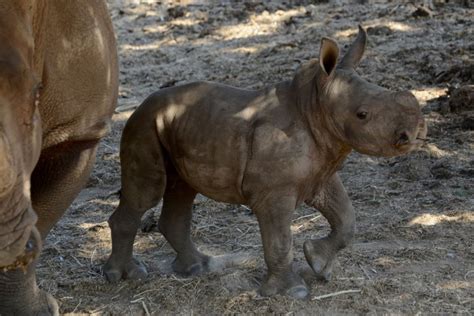 Baby White Rhino born in Israeli Safari - All Photos - UPI.com