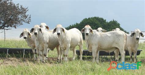 Brahman bulls for sale, brahman simental bulls for sale, brahman cattle for sale in South Africa ...