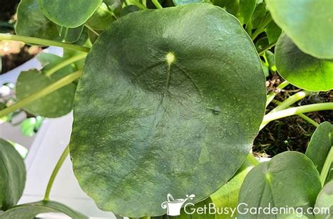 Chinese Money Plant Care How To Grow Pilea Peperomioides