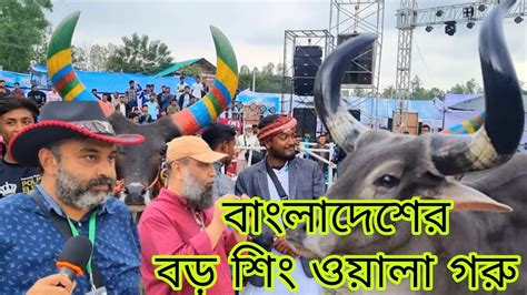 দেশের সবচেয়ে বড় শিং যার কিছু গরু বিডিএফএ উত্তরবঙ্গ গরুর মেলা ২০২৩