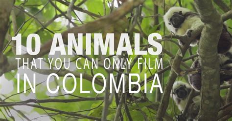 Top 10 Animals That You Can Only Film In Colombia — Wherenext