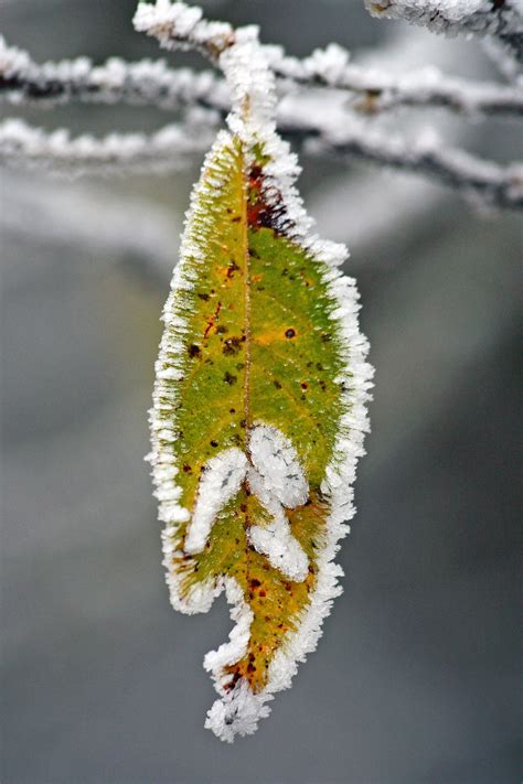 Free Images Tree Nature Branch Cold Winter Wing Leaf Flower