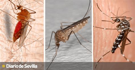 Tipos de mosquitos en España del común a los temidos tigre y anopheles