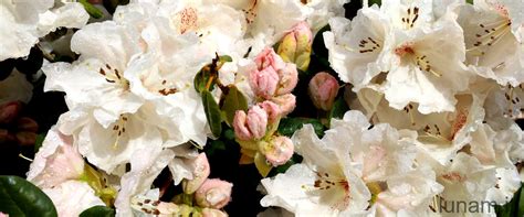 Rhododendron Impeditum Un Meraviglioso Fiore Blu