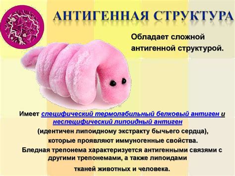 Возбудитель сифилиса - презентация онлайн