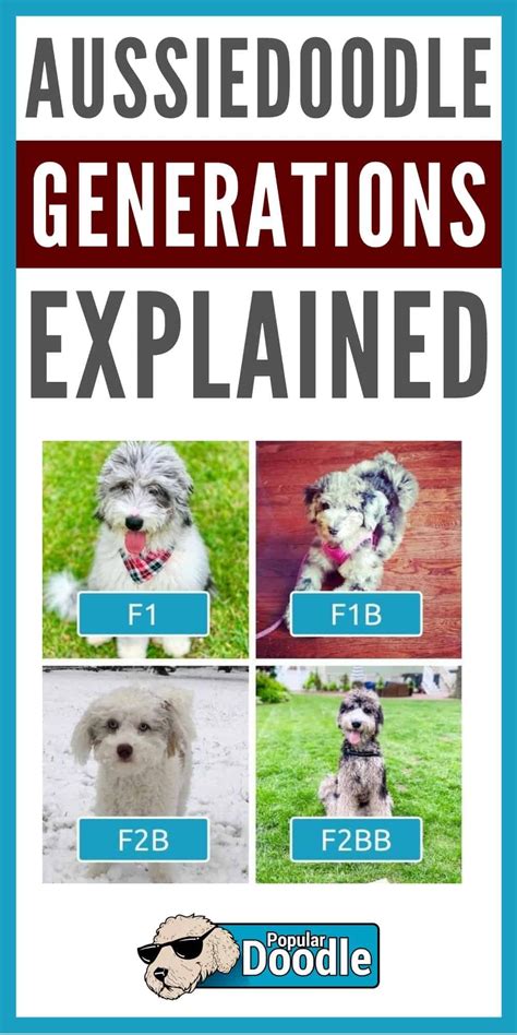 Aussiedoodle Generations Explained F1 F1b F1bb F2 F2b F2bb F3 Multigen