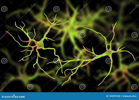 Astrocytes C Lulas Glial Cerebral Stock De Ilustraci N Ilustraci N