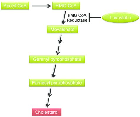 Inhibition Of The Cholesterol Biosynthetic Pathway By Lovastatin