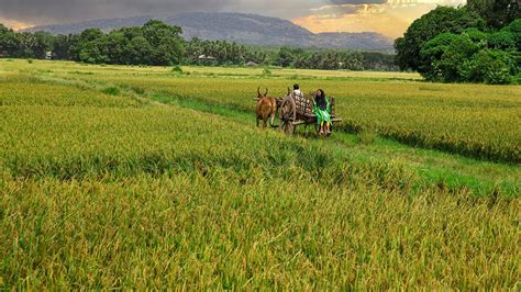 Harvest Festival Farming Cycle Onam