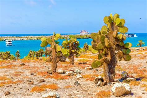 ¿qué Se Puede Hacer En Las Islas Galápagos Turismo Ecuador