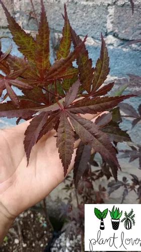 Arce Japones Palmatum Atropurpureum Siempre Rojo Injertado Meses Sin