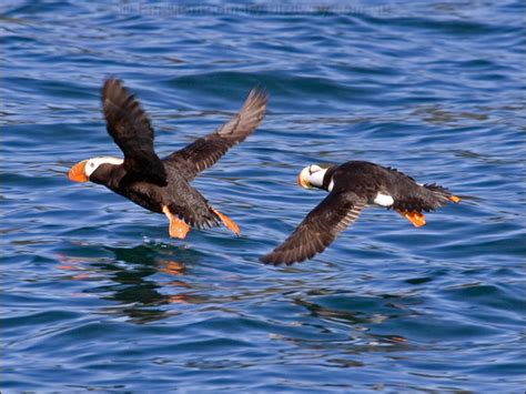 Horned Puffin photo image 5 of 6 by Ian Montgomery at birdway.com.au