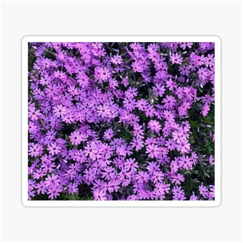 Purple Flowers Sticker By Explorelive Redbubble