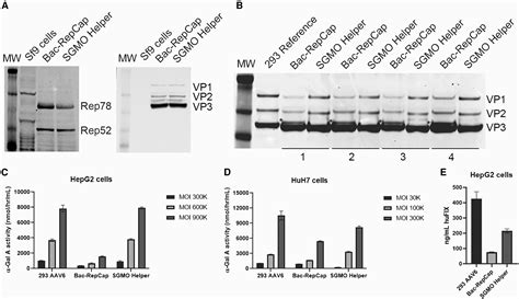 A Robust And Flexible Baculovirus Insect Cell System For Aav Vector Production With Improved