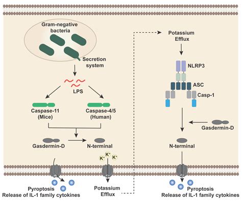 Figure From Investigating The Role Of The Human Naip Nlrc