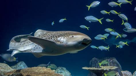 Le Requin Zèbre Femelle Opte Pour La Naissance Vierge Même Lorsqu