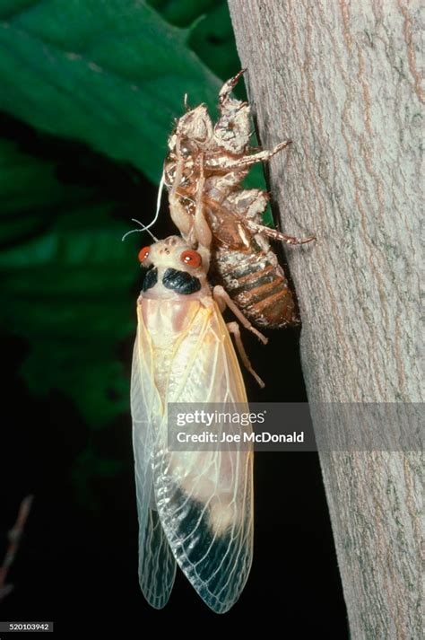 Periodical Cicadas High-Res Stock Photo - Getty Images