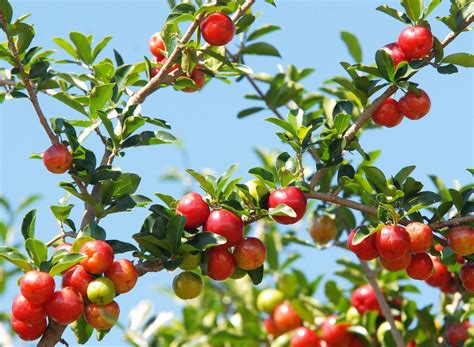 Descubra como plantar acerola e conheça dicas para obter frutas perfeitas