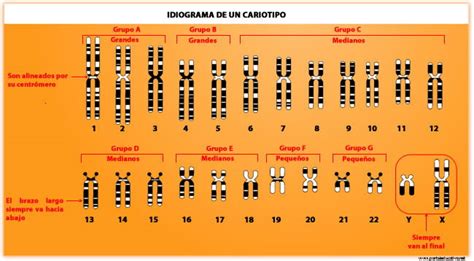 Cariotipo Humano