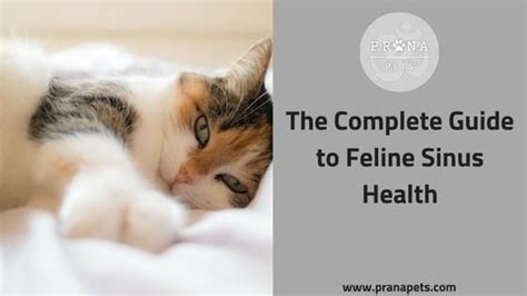 The Complete Guide To Feline Sinus Health Sinus