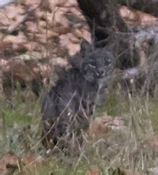 Bobcat The Flora And Fauna Of Palo Duro Canyon INaturalist