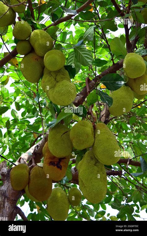 Jackfruit Jack Tree Jackfruchtbaum Jackfrucht Artocarpus