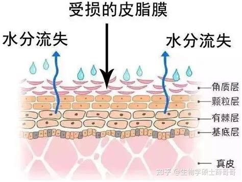 【敏感肌必看】敏感泛红、干痒脱皮、爆痘闭口一堆皮肤问题，敏感肌该如何修复？三甲皮肤科医生教你4招！告别敏感肌，让维稳成为肌肤常态！ 知乎