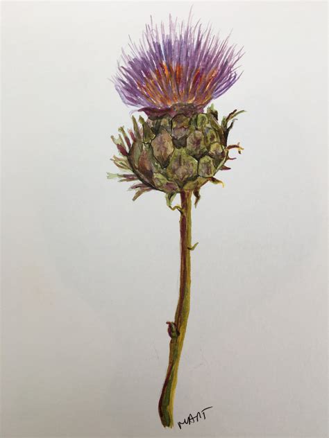 Watercolour Painting Of Thistle Etsy