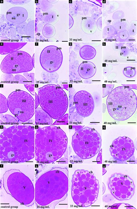 Histological Sections Of Extract Treated Rhipicephalus Sanguineus