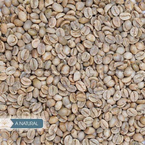 Vietnamese Arabica Green Coffee Beans Helena Coffee Vietnam