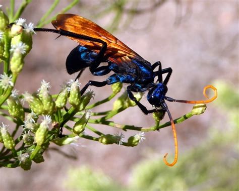 Insects Id Pepsis New World Tarantula Hawk Wasps