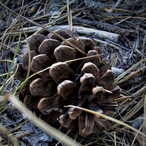 Nature Pinecone Needles - Free photo on Pixabay - Pixabay