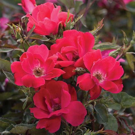 Knock Out Single Red Rose Dewar Nurseries