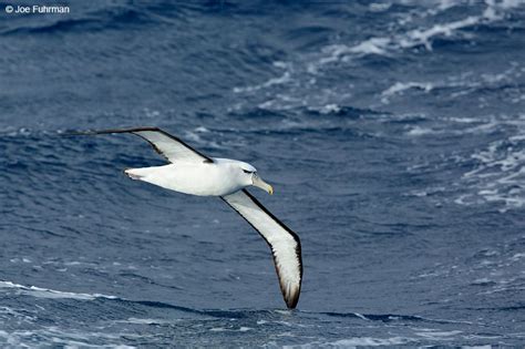 White Capped Albatross Joe Fuhrman Photography