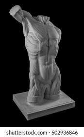 Plaster Statue Naked Man Torso Anatomical Stock Photo 502936912 Shutterstock