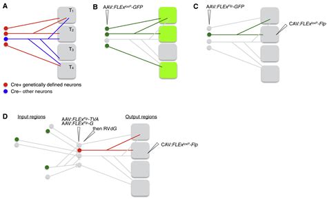 Genetic Dissection Of Neural Circuits A Decade Of Progress Neuron