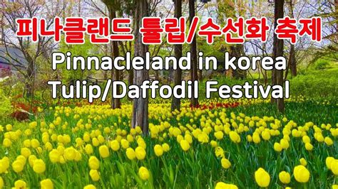 아산 피나클랜드 튤립수선화축제 여행 국내여행 가볼만한 곳 Tulip Daffodil Festival In Asan Korea