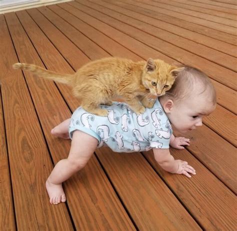 Да что с ними не так: 15 смешных фото, когда коты оказывались в местах ...