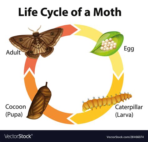 Life Cycle Of A Moth