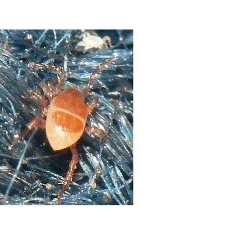 What Type Of Mites Bite Humans Healthfully