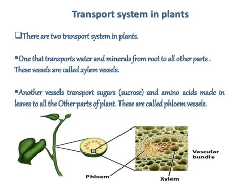 Transportation In Plants