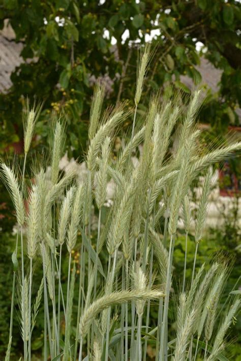 Ear Of Rye In The Field Close Up Of Rye Ears Field Of Rye In A Summer