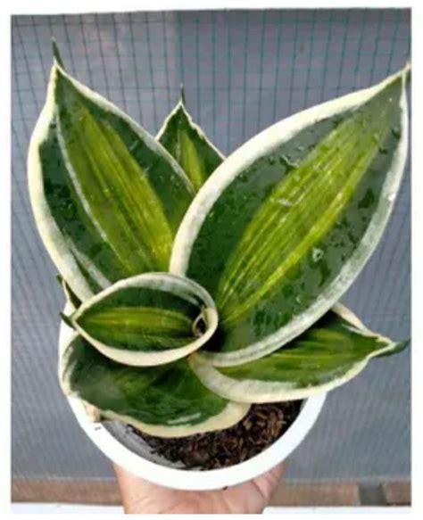 Pin by CLAIRBOY on SANSEVIERA LANGUE DE BELLE MÈRE Sansevieria plant