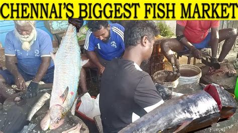 The Fresh Fish Market Tour Kavangarai Fresh Fishes Youtube