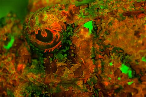 The EDC of the SEA | Deep Sea News