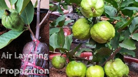 Air Layering Guava Tree Propagation By Mr Smithx Youtube