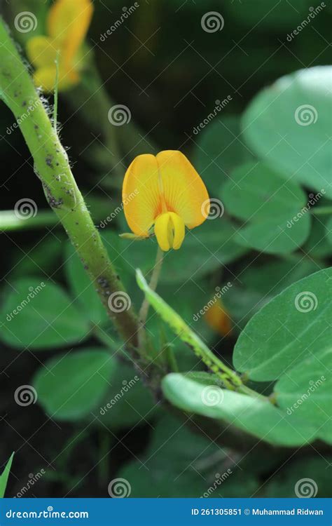 Photo Of Peanuts Flower Plant Its Latin Name Is Arachis Hypogaea L