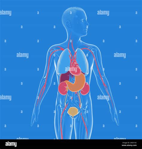 3d Illustration De Lintérieur De Lanatomie Du Corps Humain